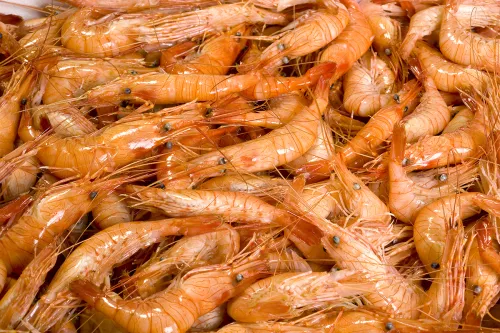 quisquilla motril