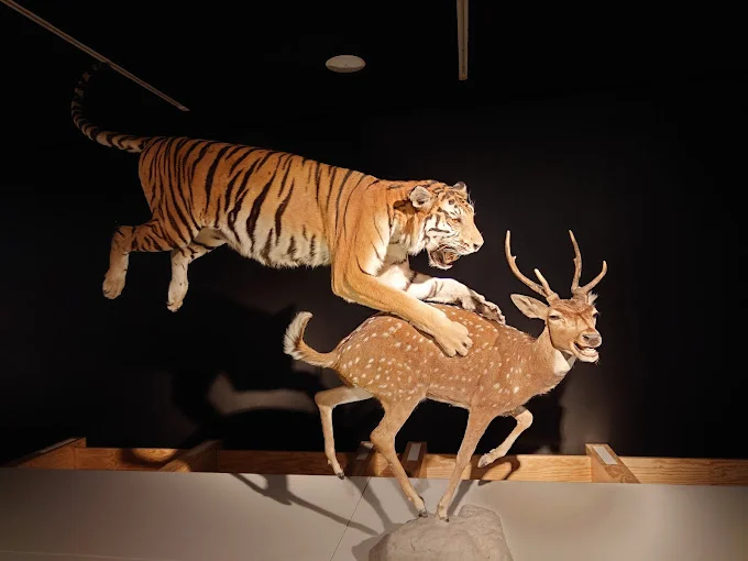 Animales de museo: El arte de la taxidermia